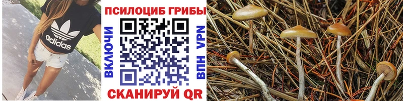 Псилоцибиновые грибы Psilocybine cubensis  даркнет сайт  Каневская 